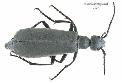 Blister Beetle - Epicauta murina m24 1