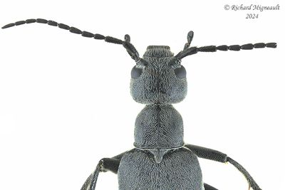 Blister Beetle - Epicauta murina m24 2
