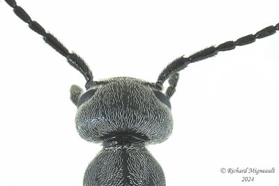 Blister Beetle - Epicauta murina m24 3