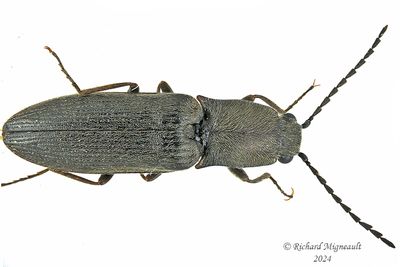 Click Beetle - Corymbitodes sp m24 1