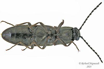 Click Beetle - Corymbitodes sp m24 2