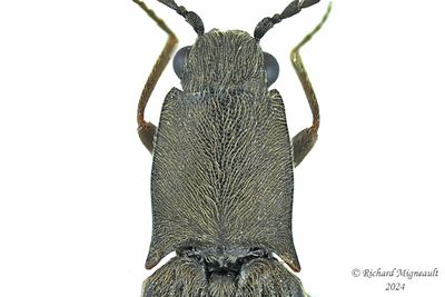 Click Beetle - Corymbitodes sp m24 3