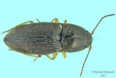 Click beetle - Hypnoidus abbreviatus m24 1