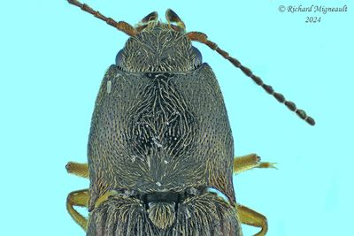 Click beetle - Hypnoidus abbreviatus m24 2