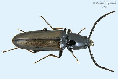 Click beetle - Oestodes tenuicollis m24