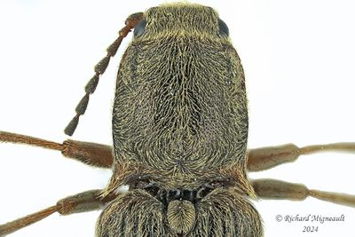 Click Beetle - Sylvanelater cylindriformis m24 2