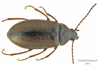Darkling Beetle - Isomira quadristriata m24 1