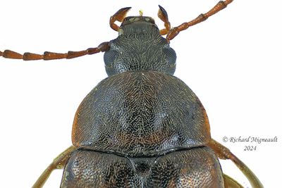 Darkling Beetle - Isomira quadristriata m24 2