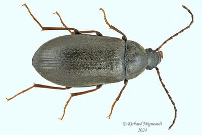 Darkling Beetle - Isomira quadristriata m24 1