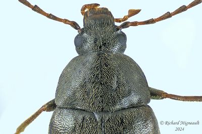 Darkling Beetle - Isomira quadristriata m24 2
