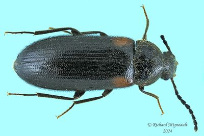 Darkling Beetle - Mycetochara binotata m24