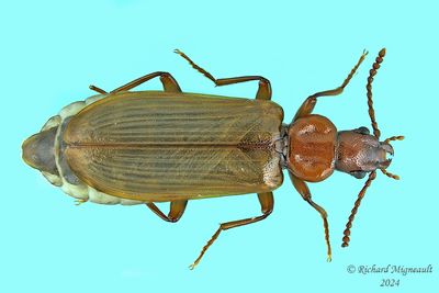 Dead Log Beetle - Pytho americanus m24 1