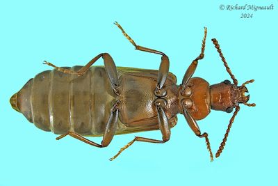 Dead Log Beetle - Pytho americanus m24 2