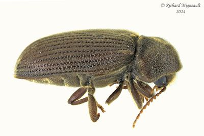 Ptinidae
