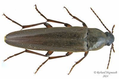 False Darkling Beetle - enchodes sericea m24 1
