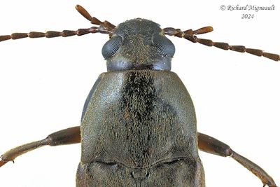 False Darkling Beetle - enchodes sericea m24 2