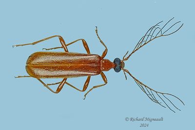 Fire-Colored Beetle - Dendroides concolorm 24 