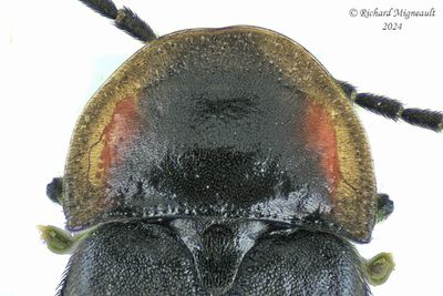 Firefly - Pyropyga decipiens m24 2