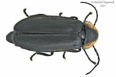 Firefly - Pyropyga decipiens m24 1