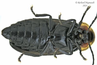 Firefly - Pyropyga decipiens m24 2