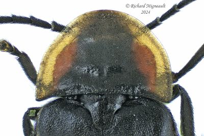 Firefly - Pyropyga decipiens m24 3