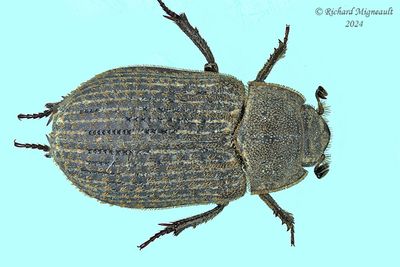 Hide Beetle - Trox aequalis m24 1