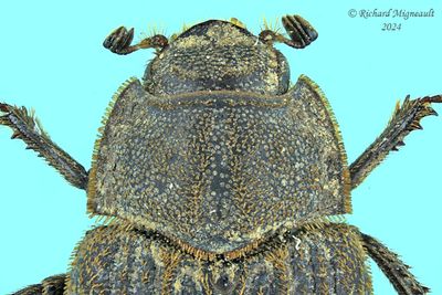 Hide Beetle - Trox aequalis m24 2