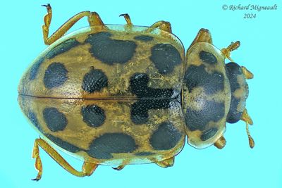 Lady Beetle - Anisosticta bitriangularis - Marsh Lady Beetle m24
