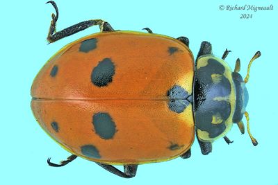 Lady Beetle - Hippodamia variegata - Variegated Lady Beetle m24