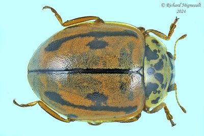 Lady Beetle - Mulsantina hudsonica - Hudsonian Lady Beetle m24