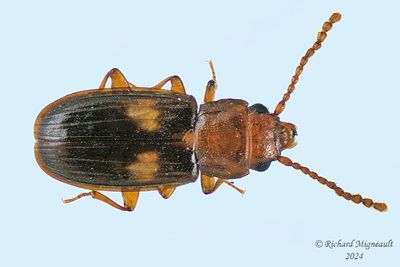 Lined Flat Bark Beetle - Laemophloeus fasciatus m24 