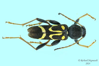 Longhorned Beetles - Subfamily Cerambycinae