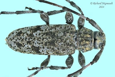 Longhorned Beetles - Subfamily Flat-Faced Longhorns