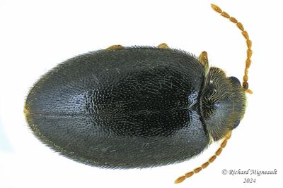 Marsh Beetle - Contacyphon-group genera m24 1