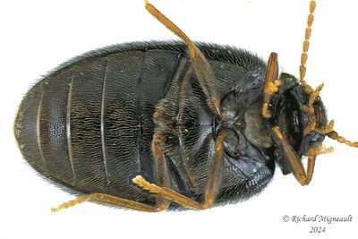 Marsh Beetle - Contacyphon-group genera m24 2
