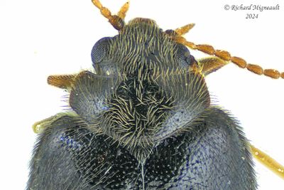 Marsh Beetles
