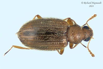 Minute Brown Scavenger Beetles