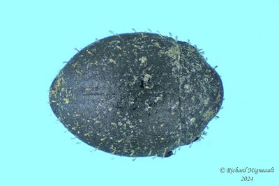 Pill Beetle - Chaetophora spinosa m24 1