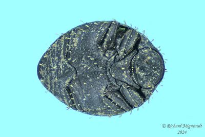 Pill Beetle - Chaetophora spinosa m24 2