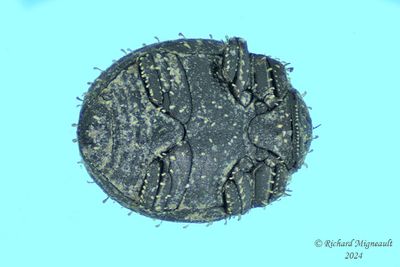 Pill Beetle - Chaetophora spinosa m24 3