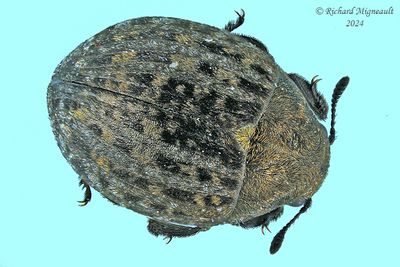 Pill Beetles