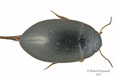 Predaceous Diving Beetle - Ilybius sp m24 1
