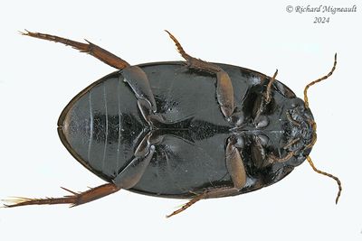 Predaceous Diving Beetle - Ilybius sp m24 2