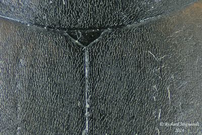 Predaceous Diving Beetle - Ilybius sp m24 3
