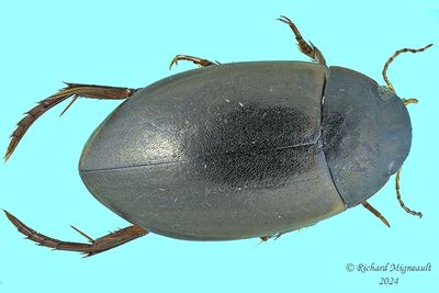 Predaceous Diving Beetles - Ilybius sp m24 1