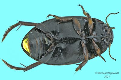 Predaceous Diving Beetles - Ilybius sp m24 2