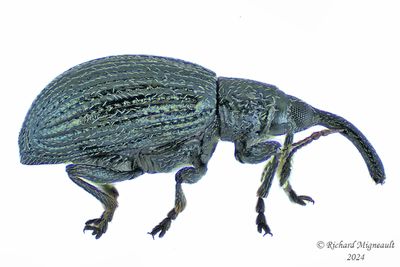 Primitive Weevil - Ischnopterapion virens m24 1