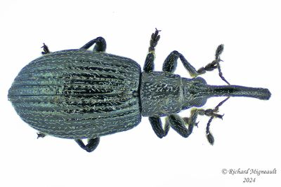 Primitive Weevil - Ischnopterapion virens m24 2