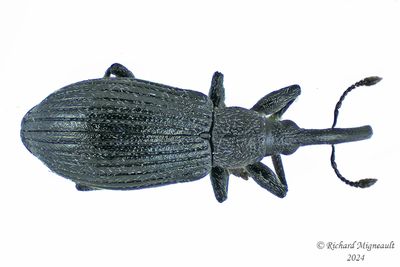 Primitive Weevil - Stenopterapion meliloti m24 2