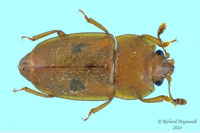 Sap-feeding Beetle - Epuraea avara m24 1